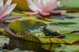 frog, water lily, pond, nature, animal, aquatic plant, amphibian, green, wildlife, puddle, sunny, summer, calm, tropic roads, wetland, leaf, animal on leaf, everyday, beauty of nature
